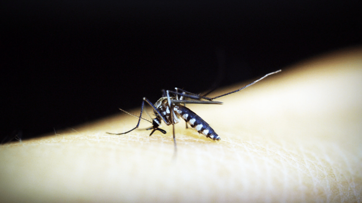 Dengue cases hit 200 in Naga City; state of calamity declared