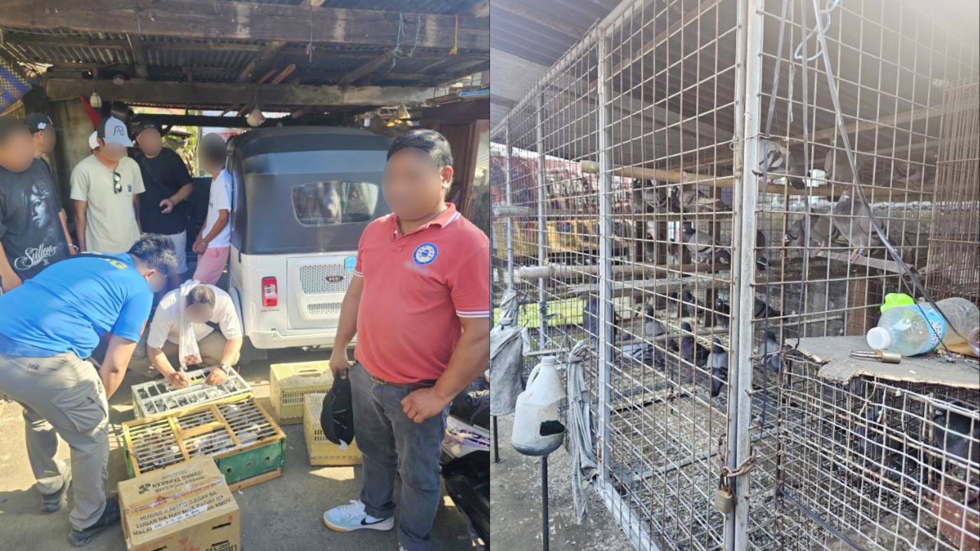 2 nabbed for alleged sale of ‘stolen’ racing pigeons worth P2.15M