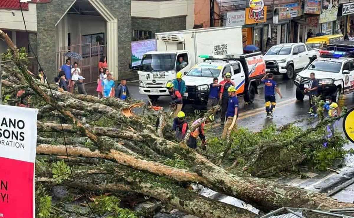Landmark tree along Bukidnon highway uprooted amid heavy rains