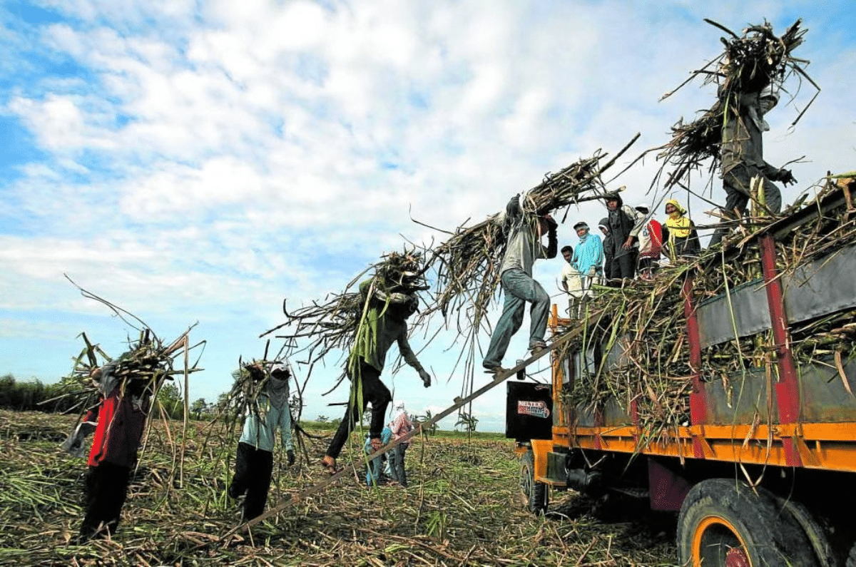 Sugar board exec urges hike in farmers’ trucking allowance amid crisis