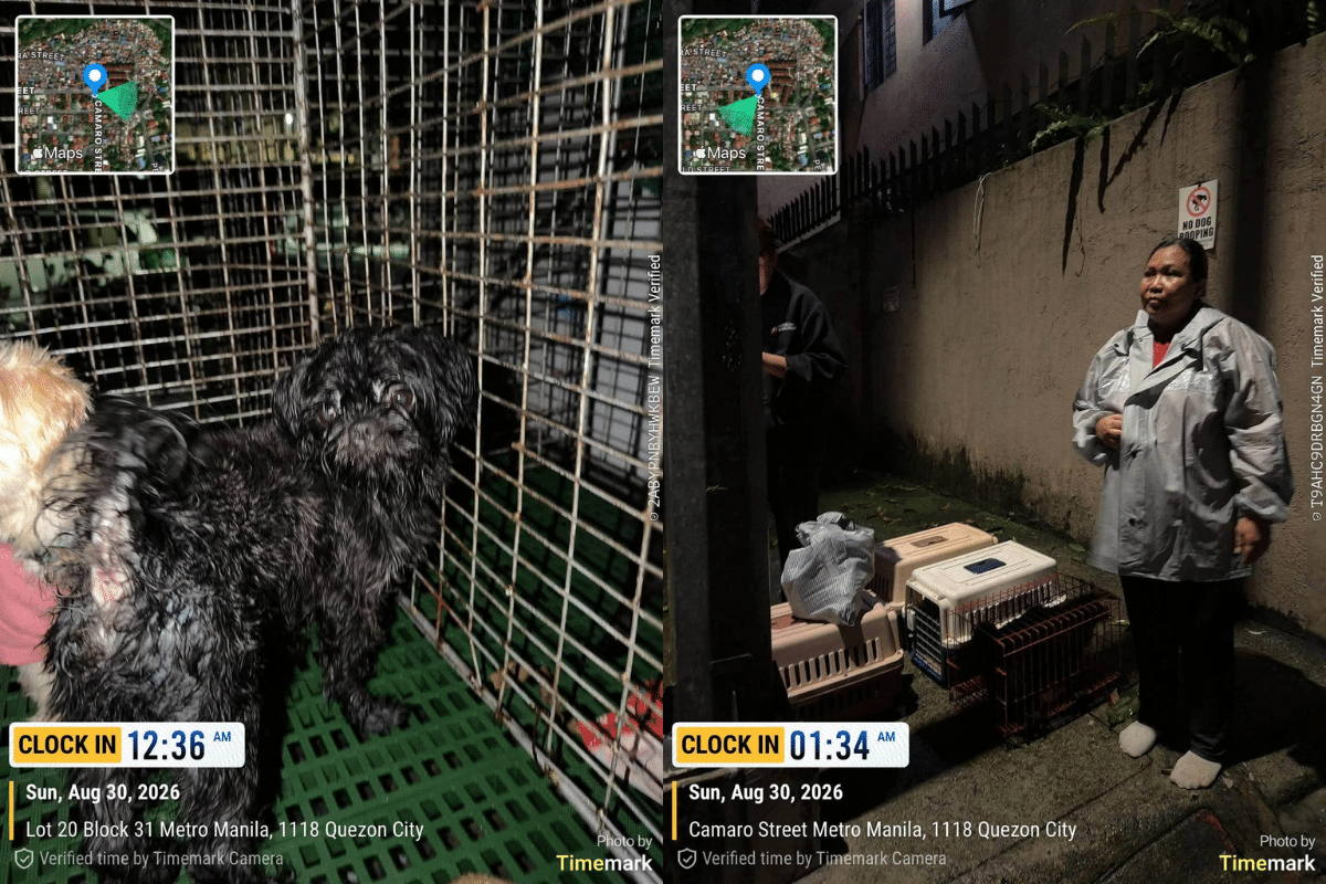 Seven dogs rescued in Quezon City  amid heavy rains
