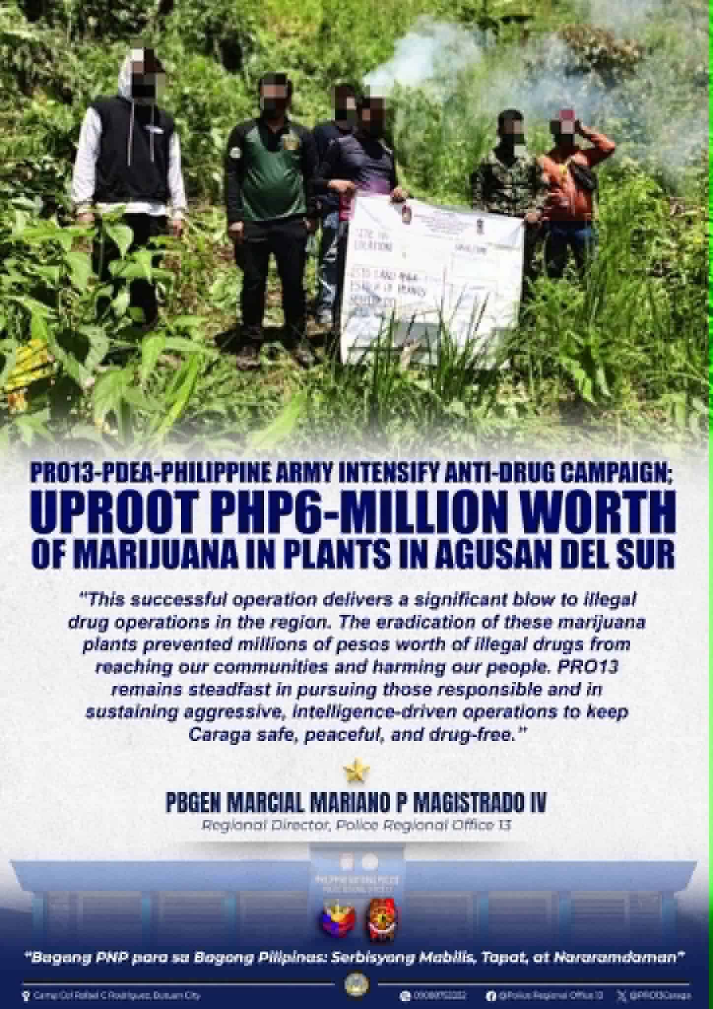 P6-M worth of marijuana plants destroyed in Agusan del Sur