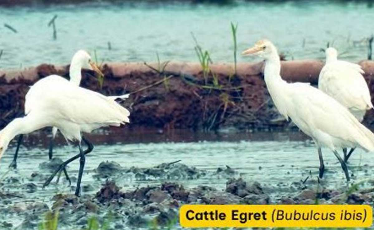 Quezon wetlands, rice fields remain haven for migratory birds – DENR