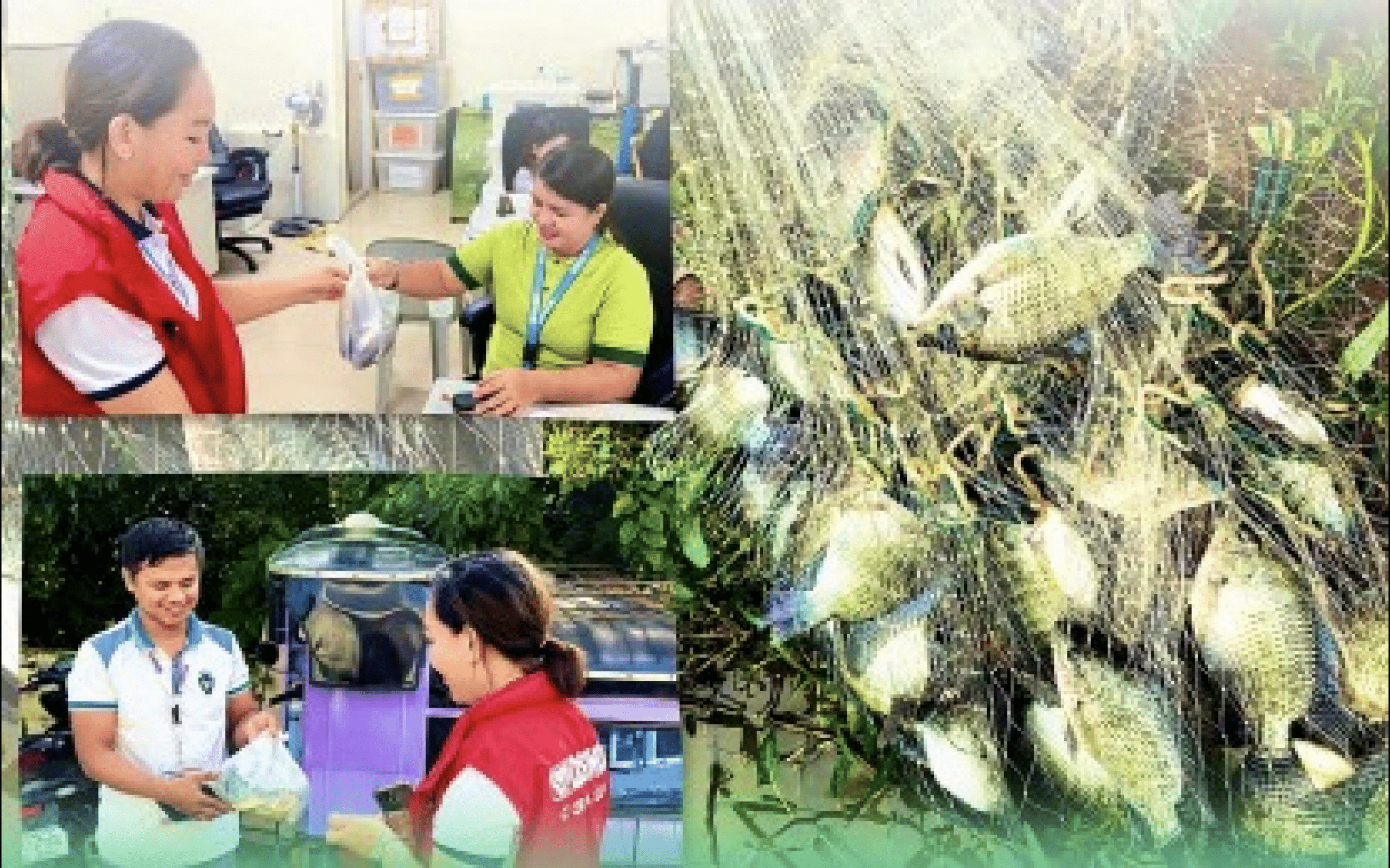 From fingerlings to harvest: Apayao livelihood program boosts incomes