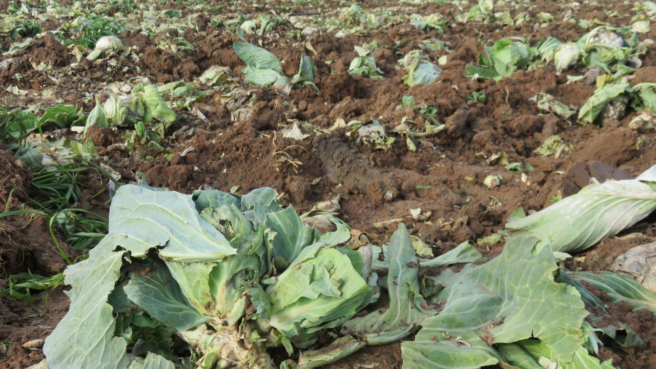 Agri dept moves to curb P1.4B farm damage