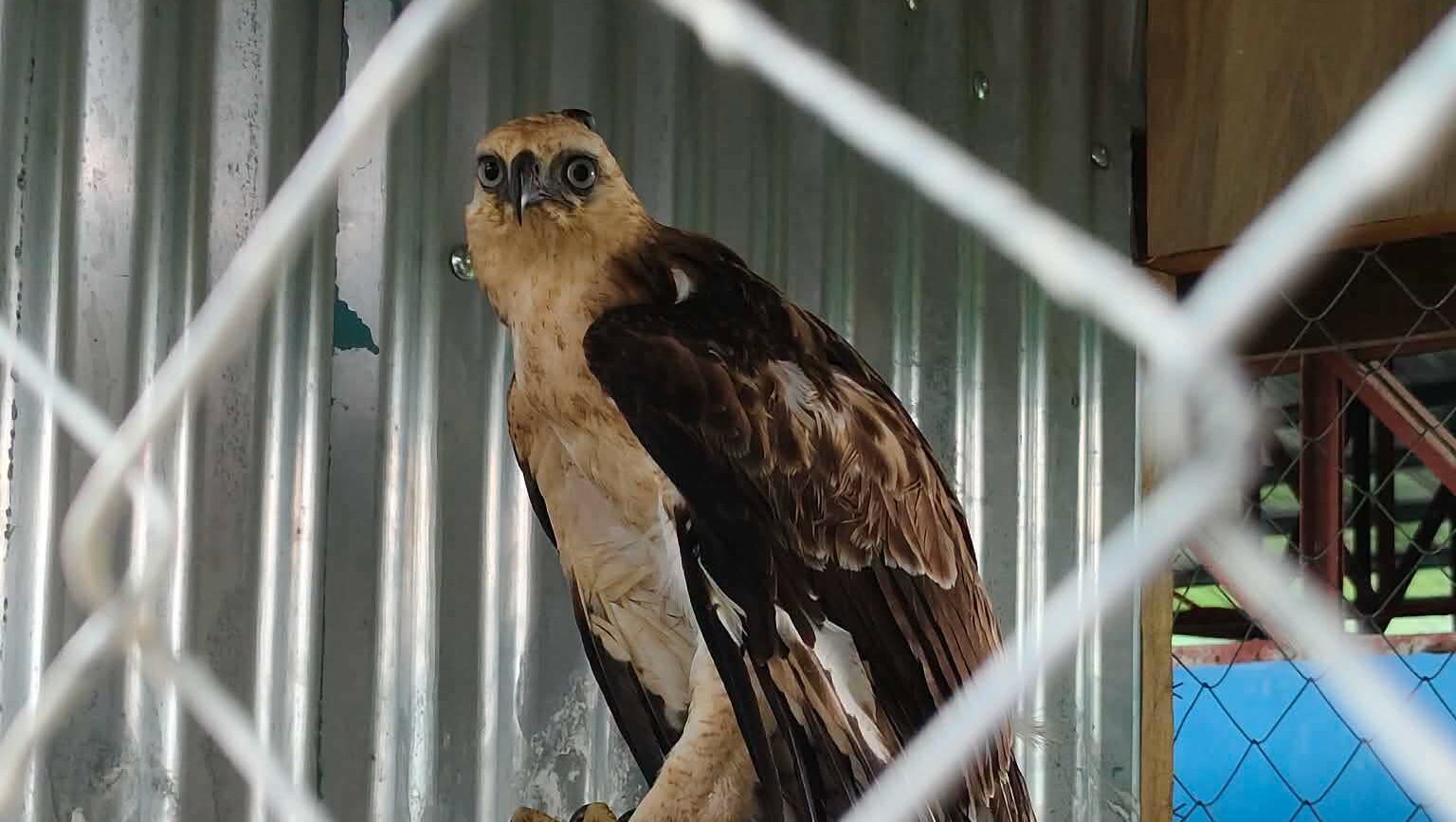Rescued endangered hawk-eagle eaglet turned over to DENR in Zamboanga