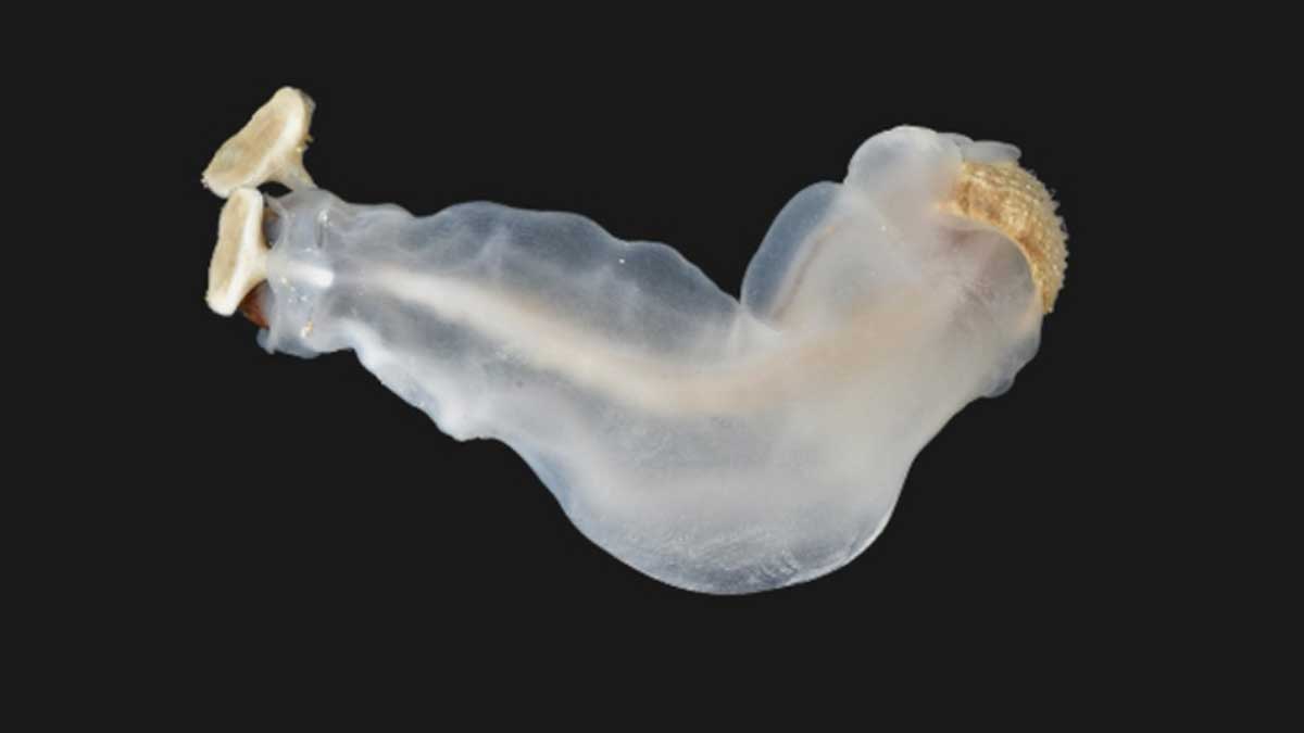 Bohol’s ‘antingaw’ places 2nd in International Mollusc of the Year 2026