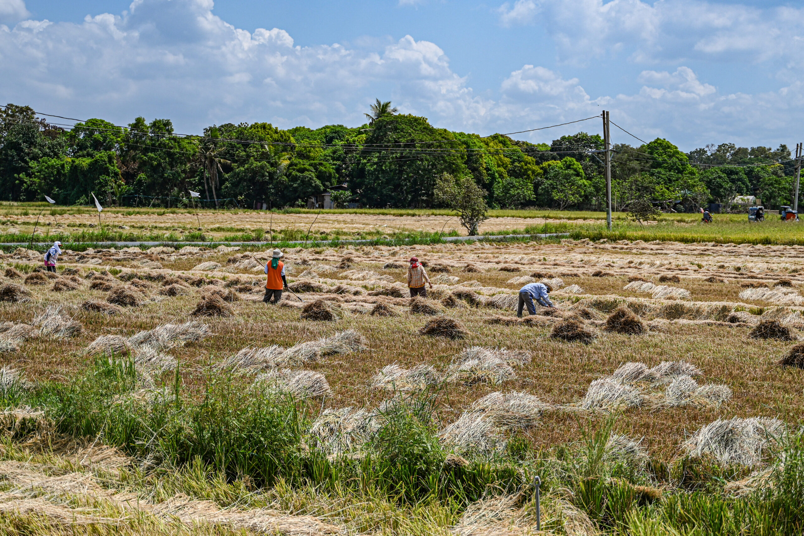 Super El Niño, global shocks and PH’s rice import outlook