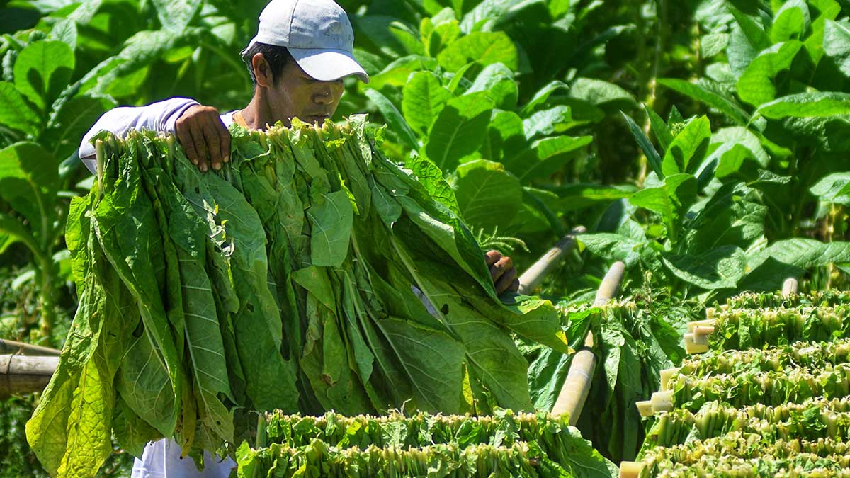 Tobacco waste gets new lease on farm life