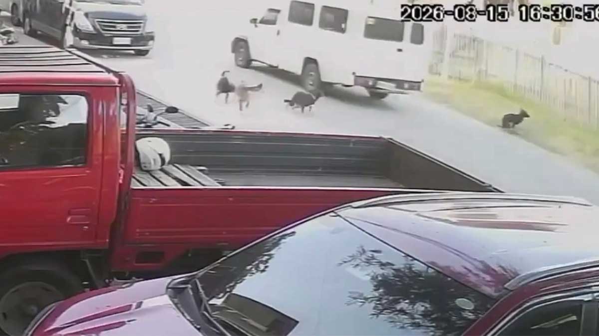 Dog euthanized after hit-and-run in Tagbilaran