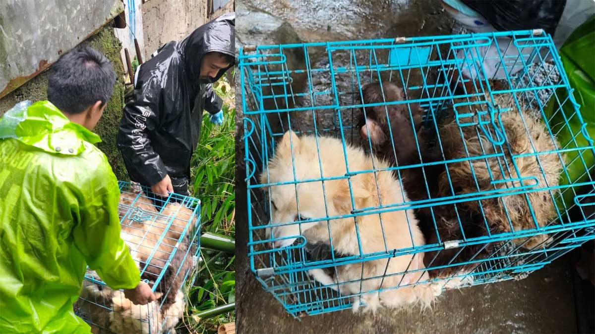 11 pets rescued from landslide-hit village in Baguio