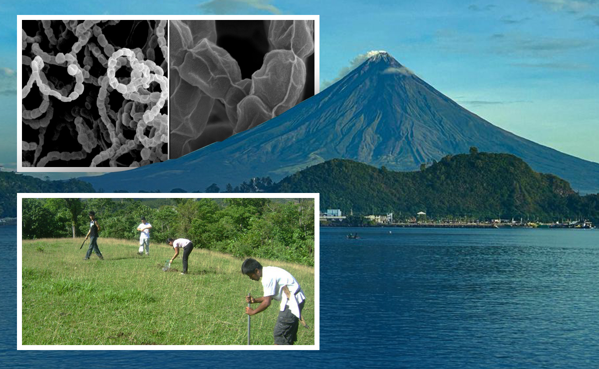 UP researchers identify new Mayon bacteria with antibiotic potential