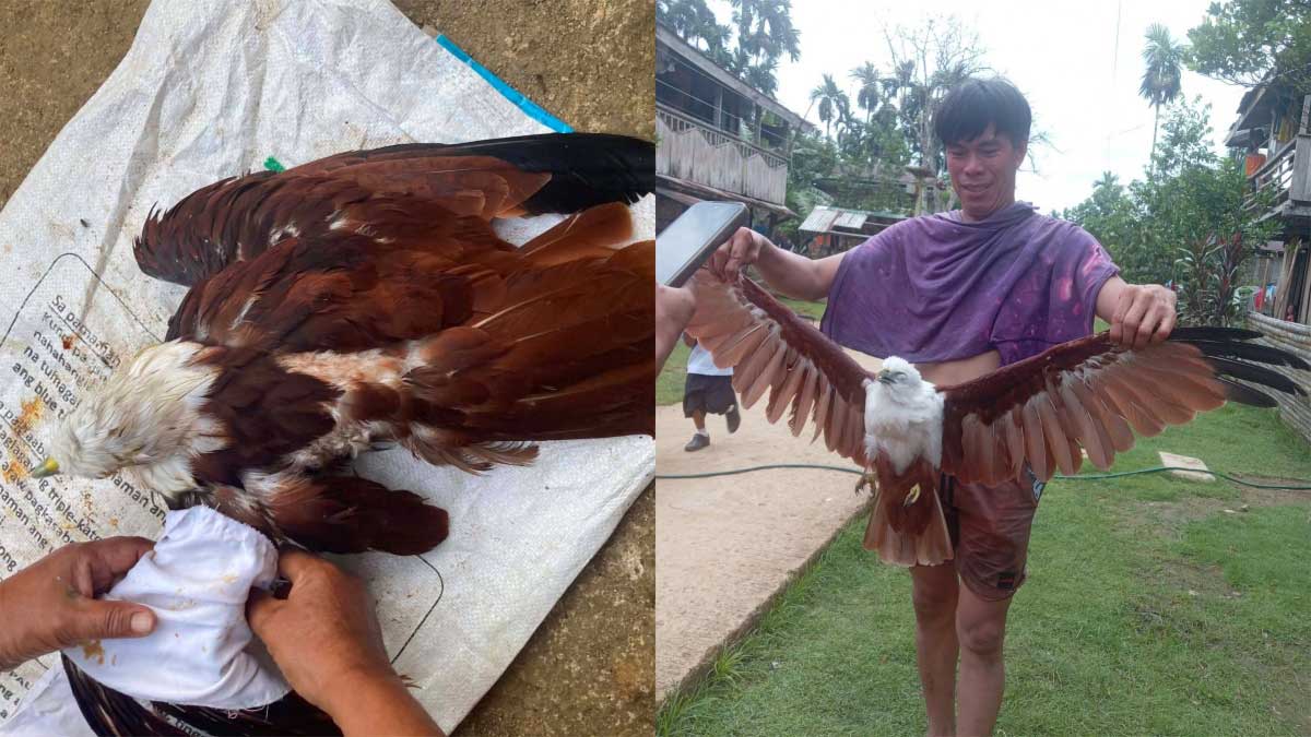 Brahminy kite bird rescued in remote Northern Samar village
