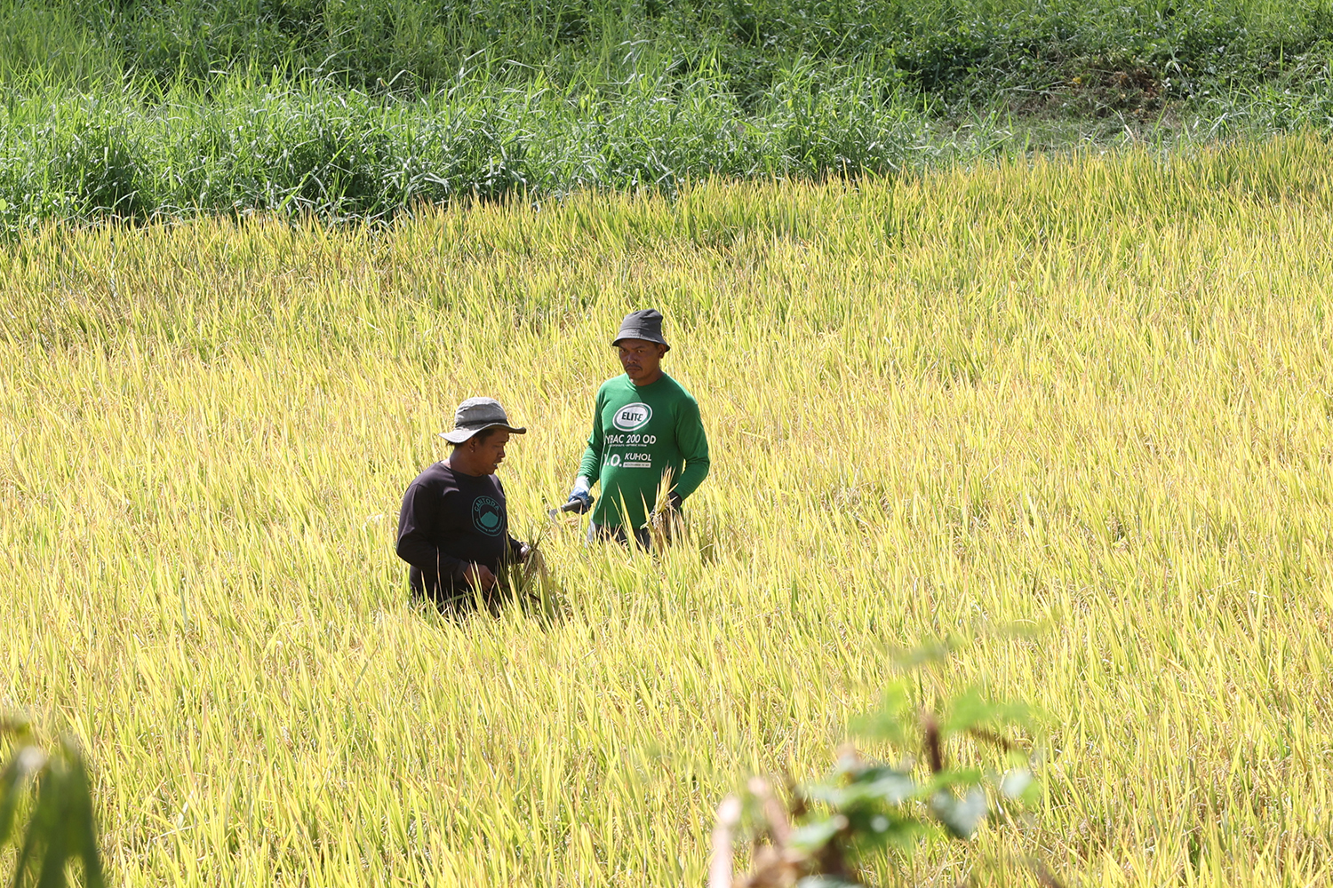 El Niño, Iran war impact seen slashing PH, Asia rice yields