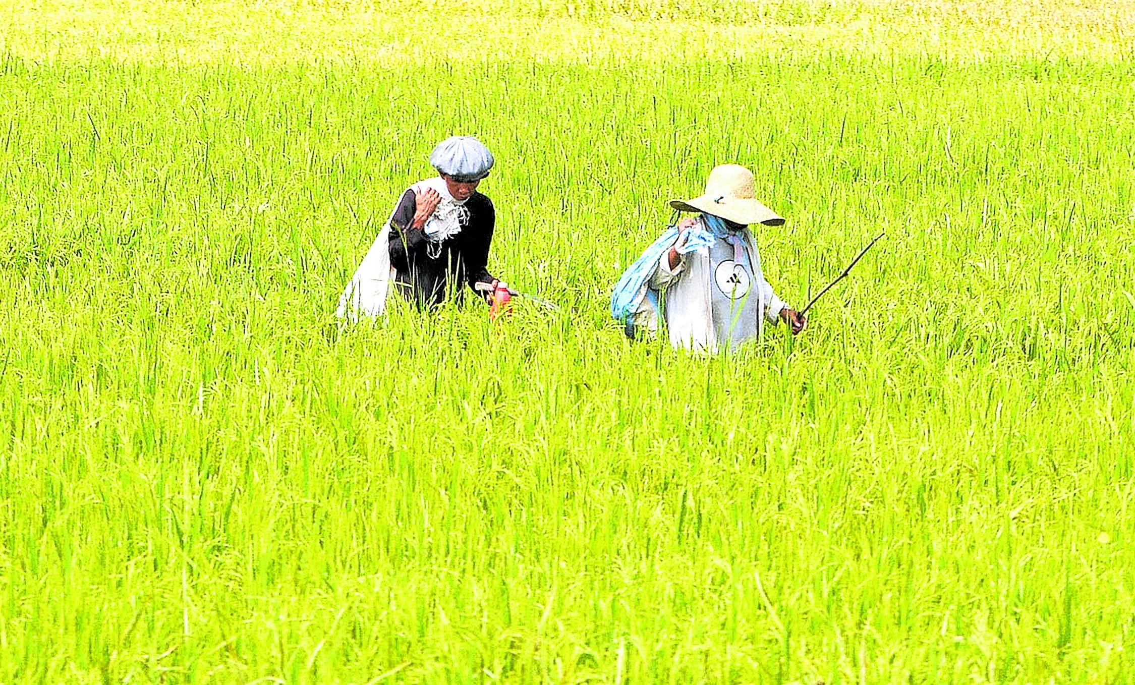 New portal helps farmers optimize use of fertilizer 