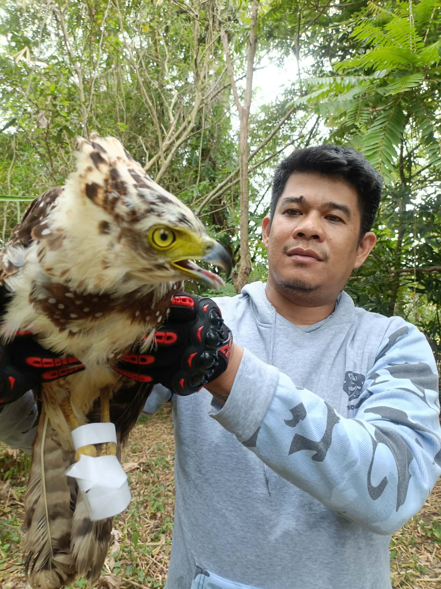 Serpent eagle rescued in Cagayan