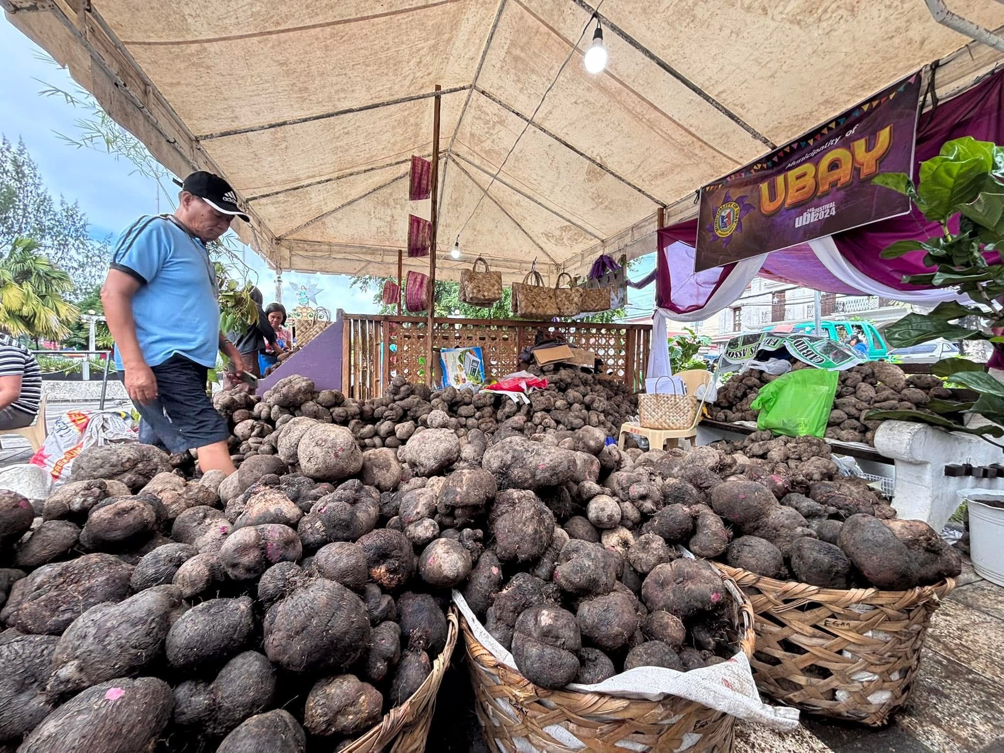 Bohol wants to preserve its link to ‘ubi kinampay’