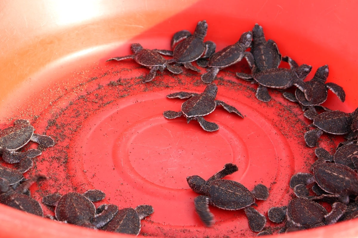 Locals take lead in saving turtles in Zambales