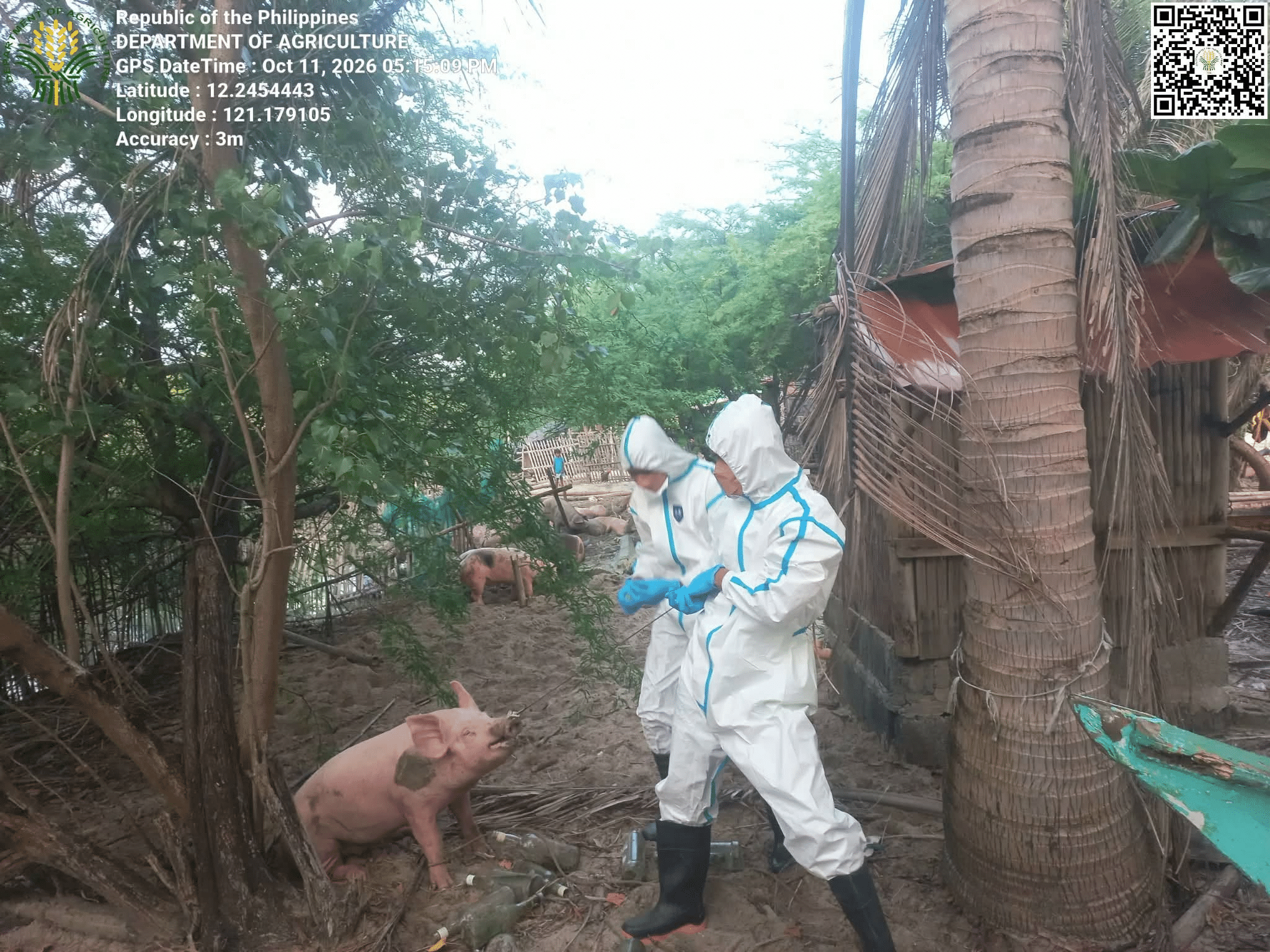 ASF task force intercepts 20 pigs over missing papers