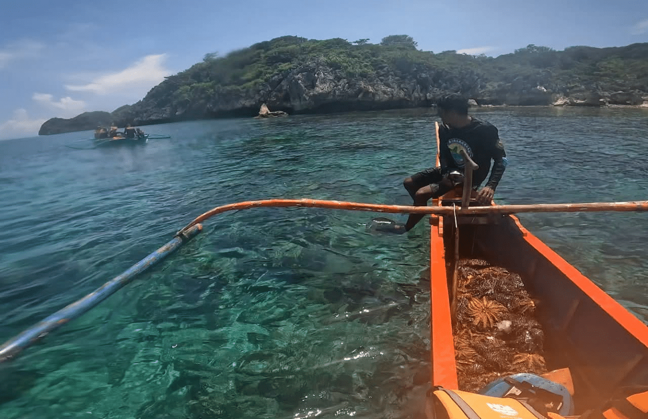 609 crown-of-thorns starfish removed from Buyayao Island reef