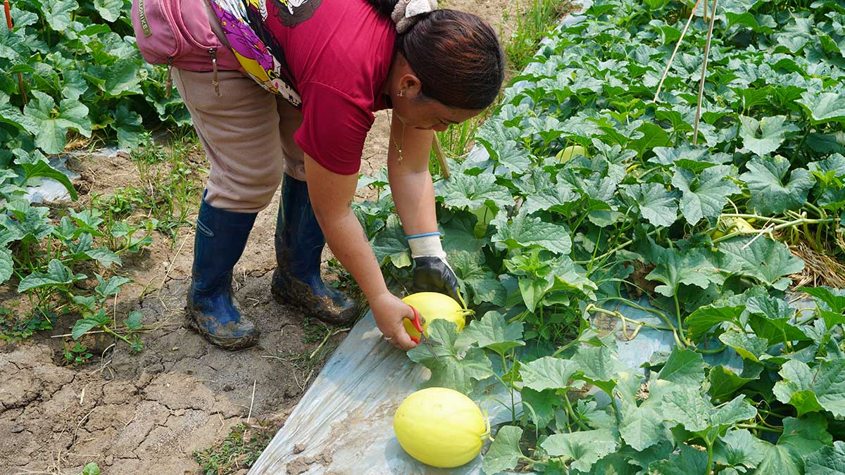 Greenhouse project boosts Isabela farmers’ income amid oil crisis