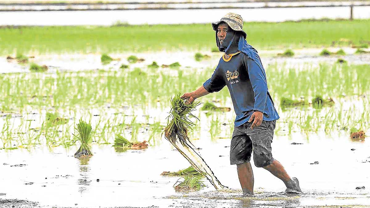 Dept. of Agriculture vows better seeds next year