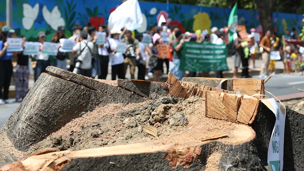 Cutting of trees needed for road project – SMC