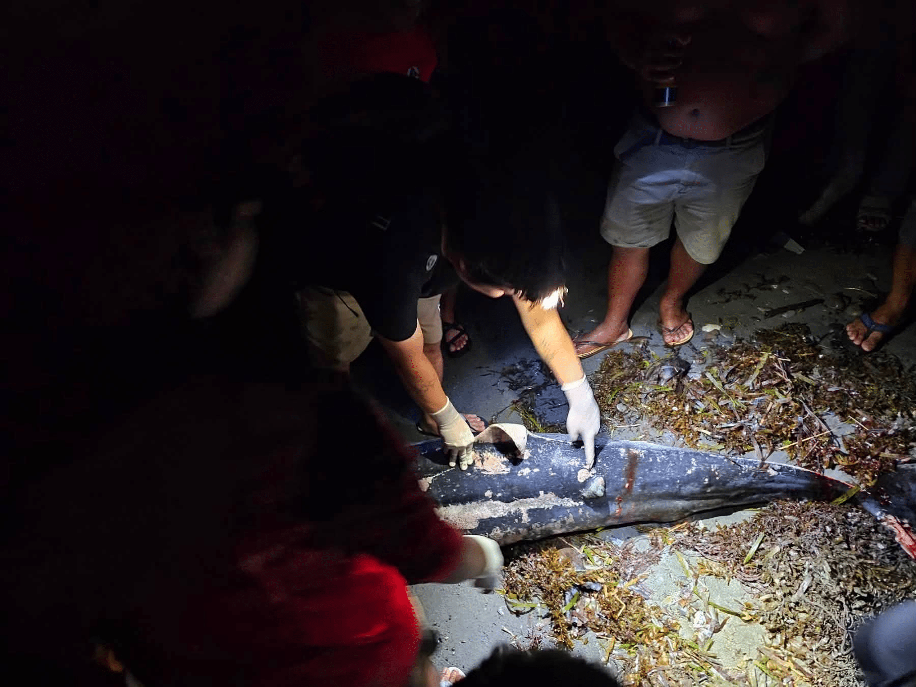 Spinner dolphin entangled in fishing net found dead in Occidental Mindoro