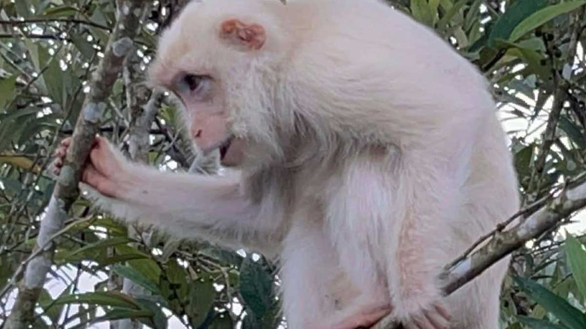 Rare white monkey found in Sultan Kudarat