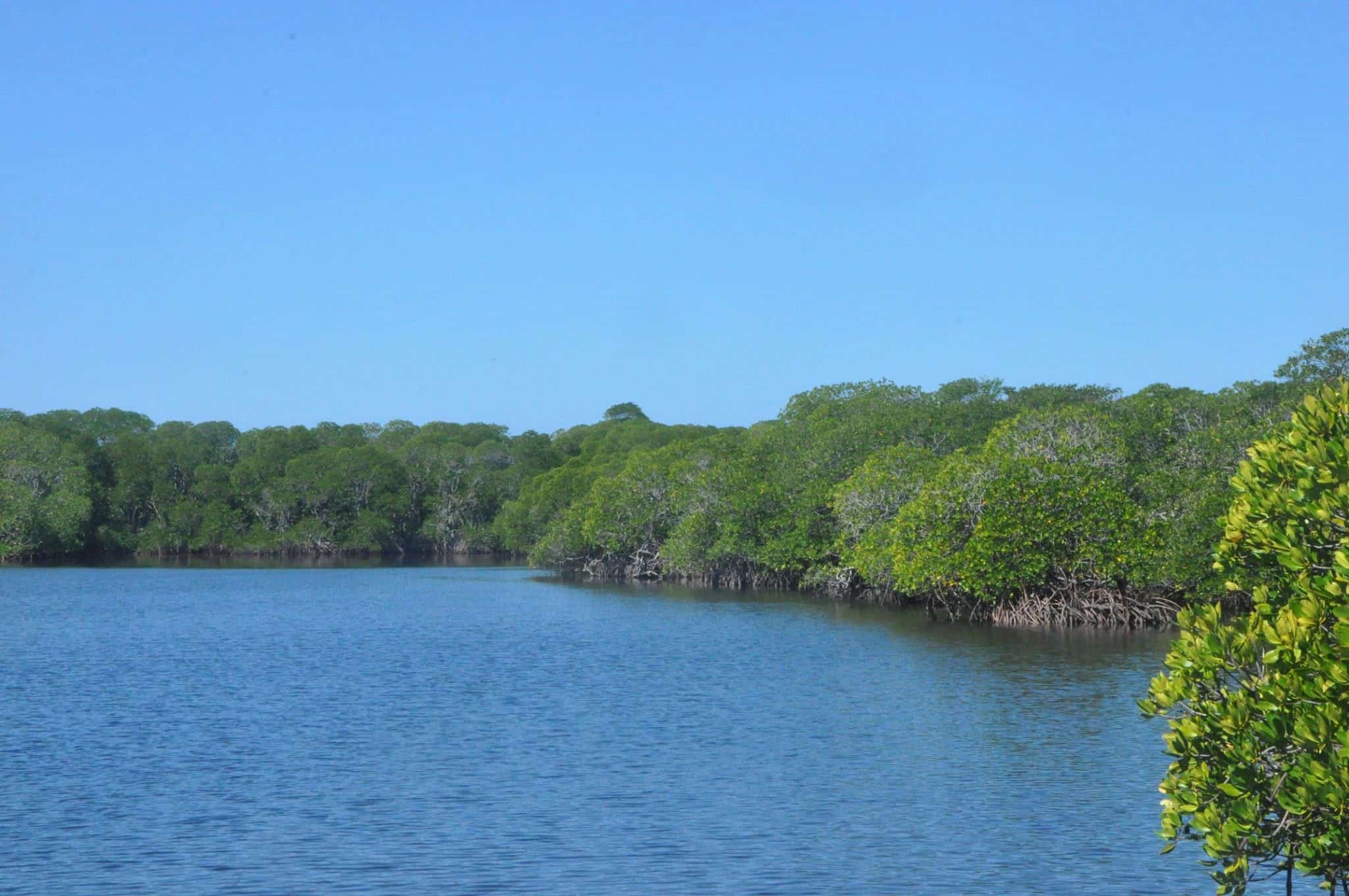 Groups press DENR to suspend mangrove earth-balling
