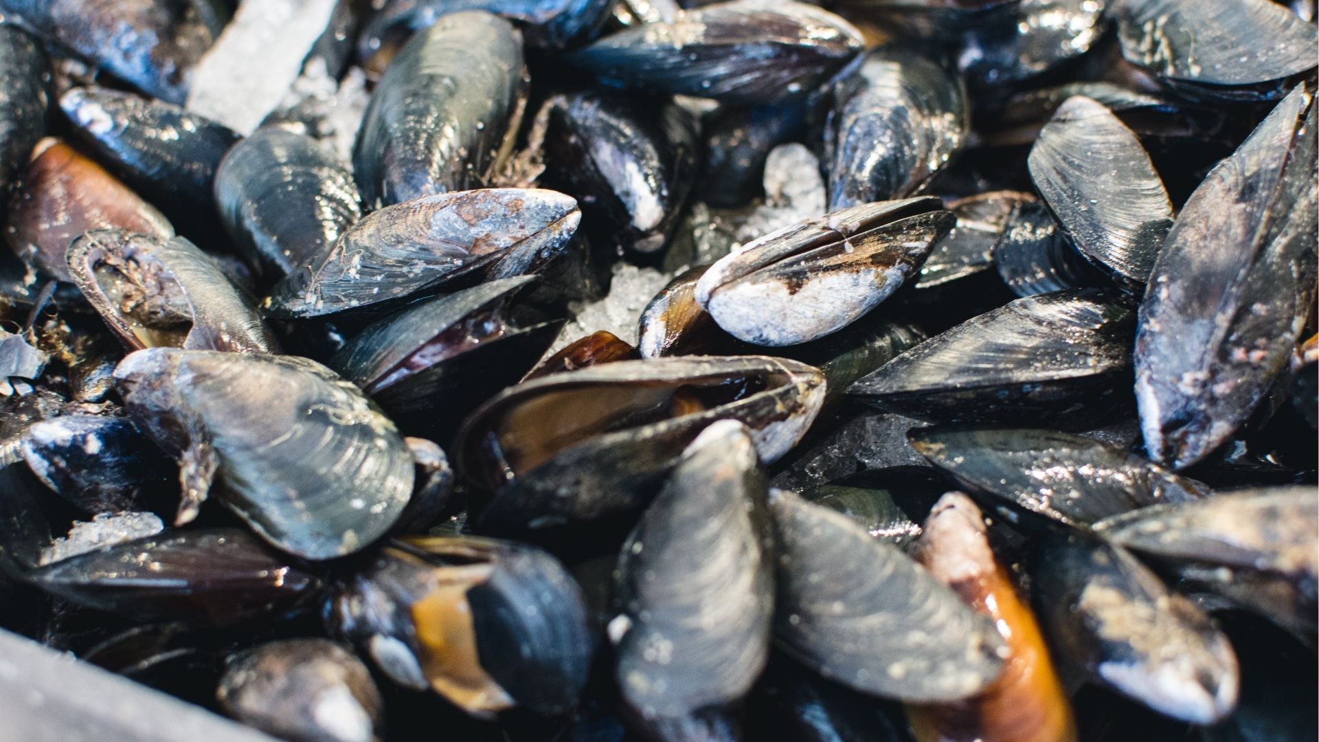 BFAR lifts red tide shellfish ban in Samar’s Irong-Irong Bay