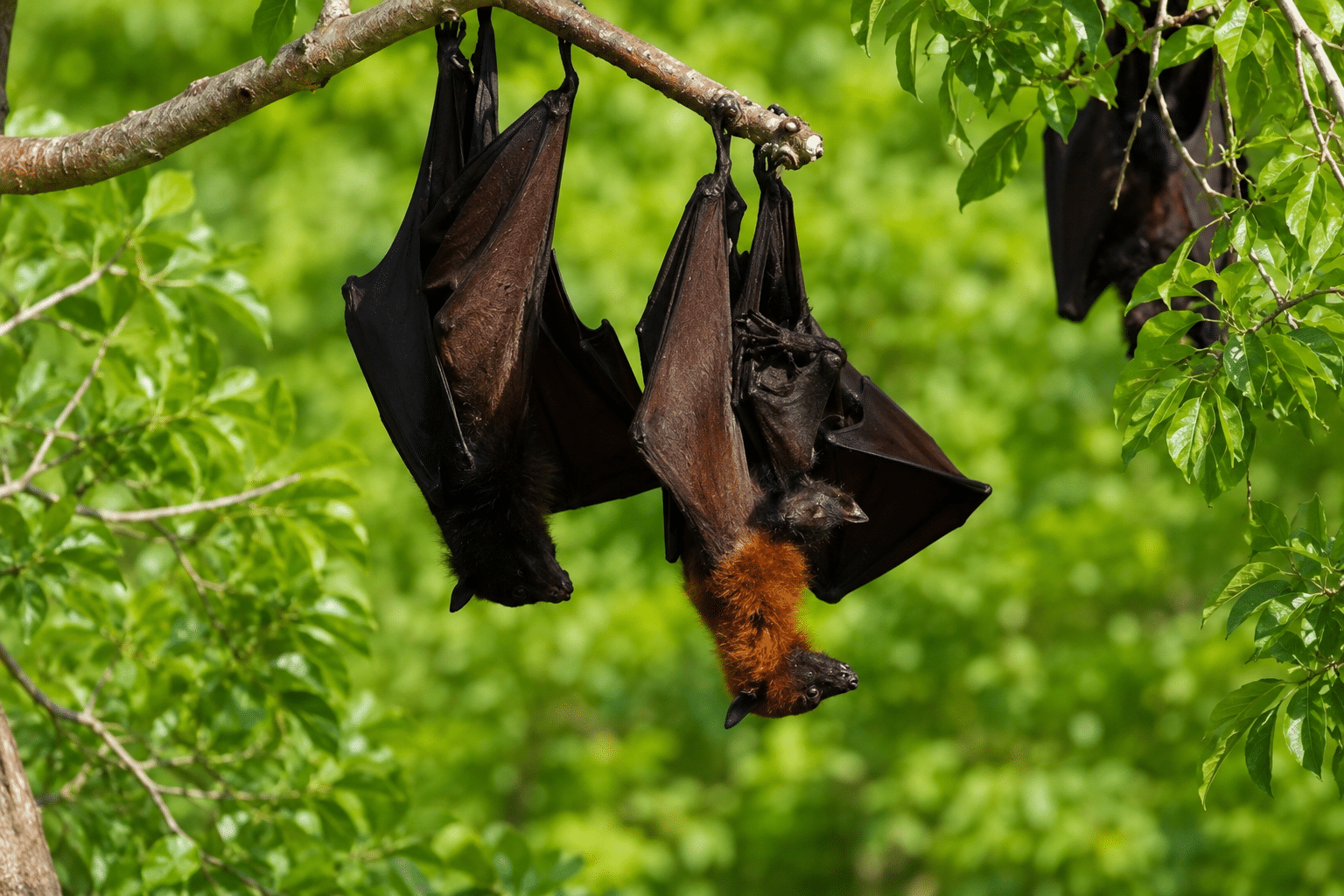 Endangered flying fox nursing behavior documented in Cotabato