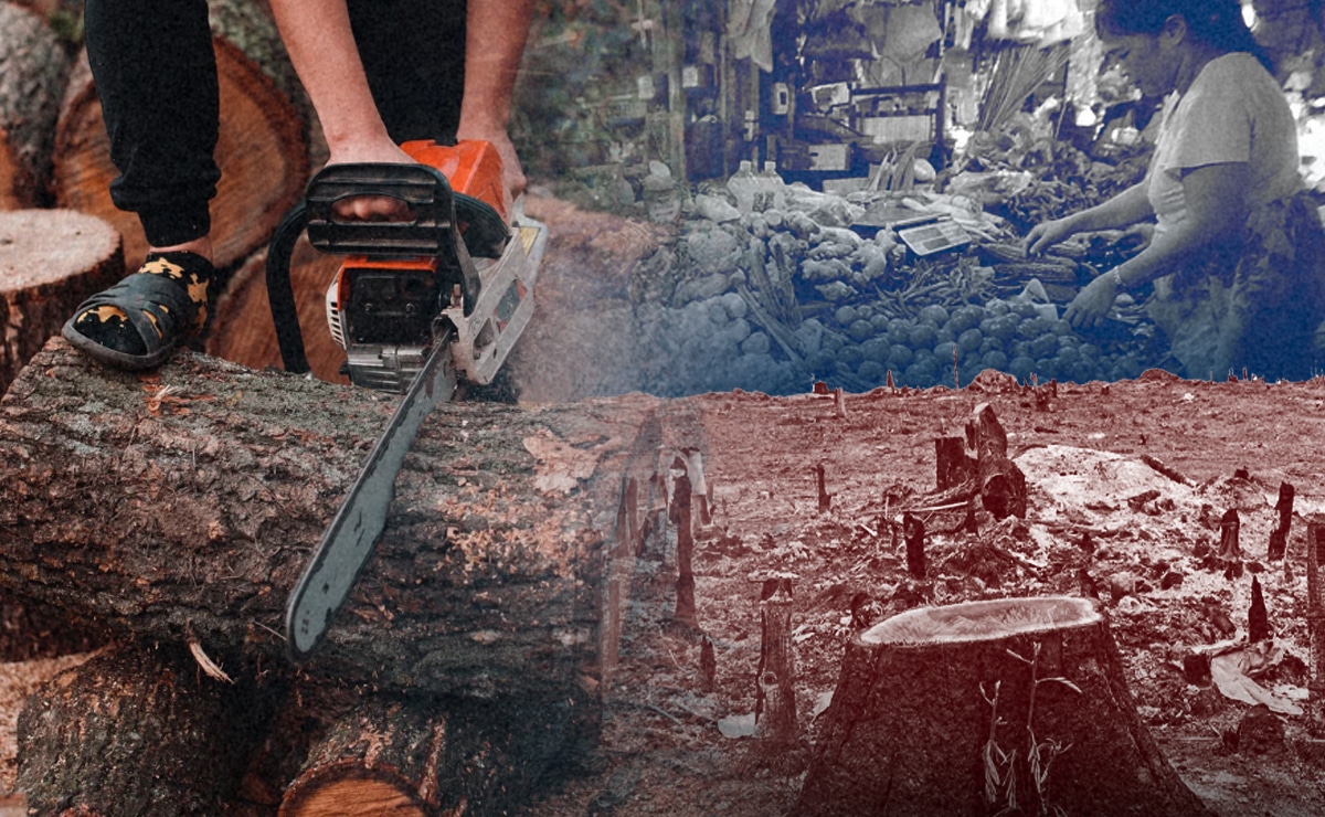 Deforestation puts Philippine food and water security at risk