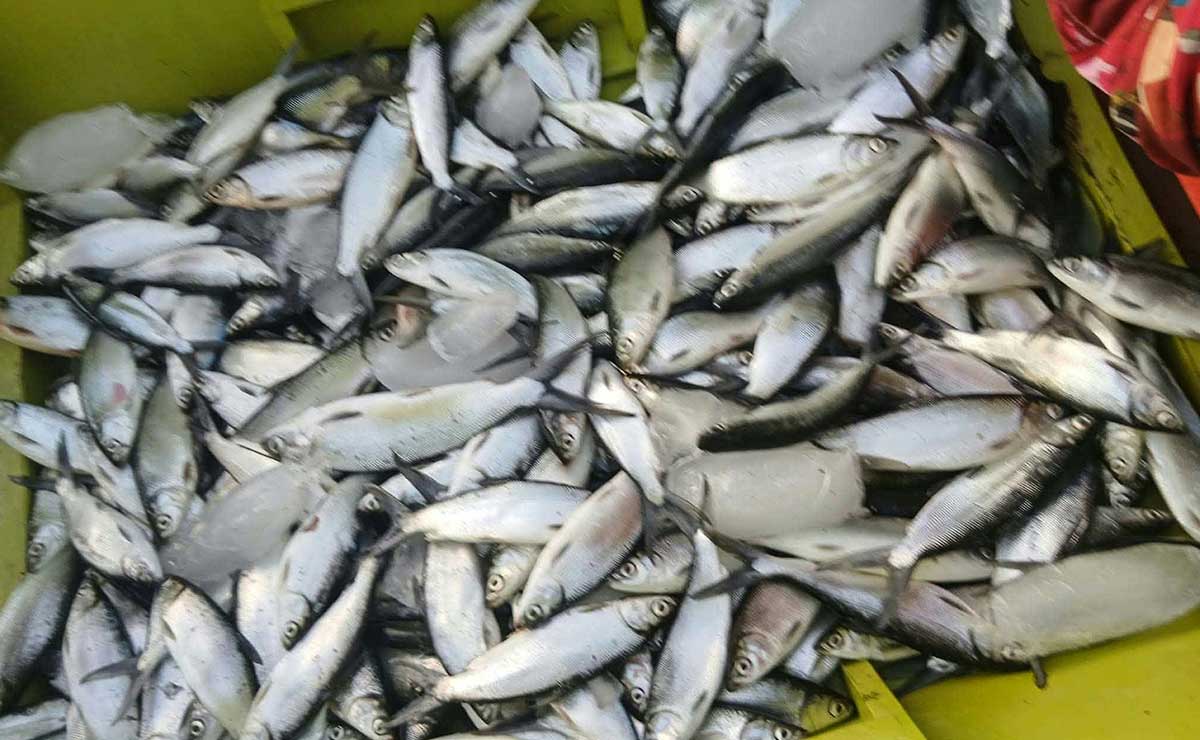‘Bangus’ growers struggle as prices fall, costs rise