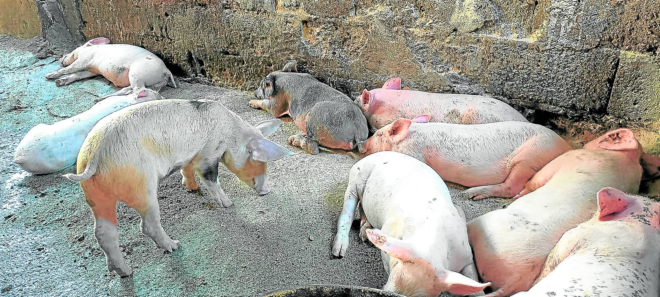 Friday is slaughter day for Laoag hogs