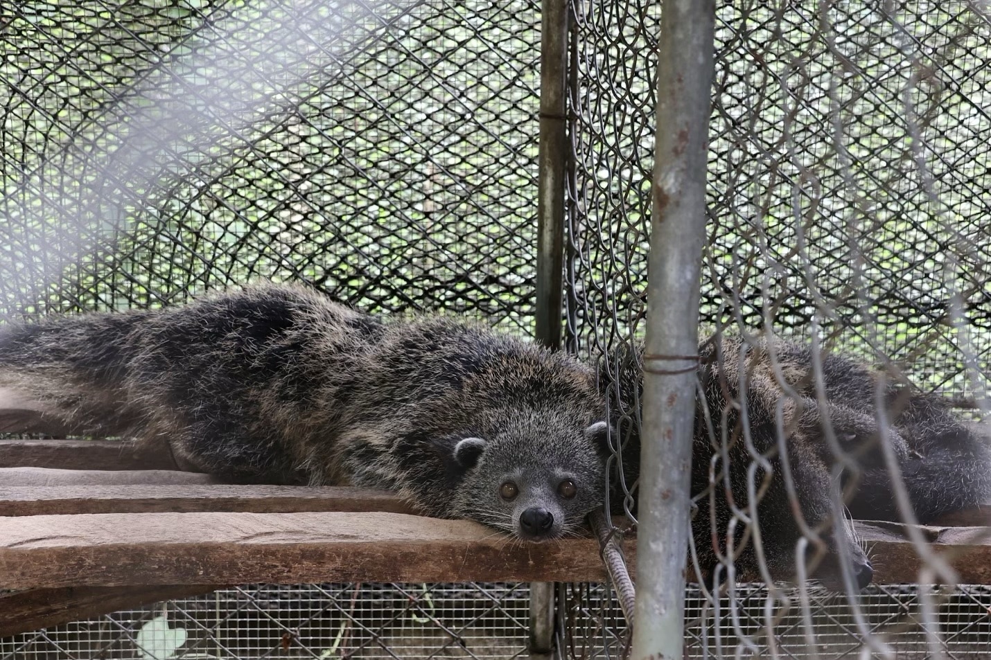 DENR cites public role after turnover of rescued wildlife in Cotabato