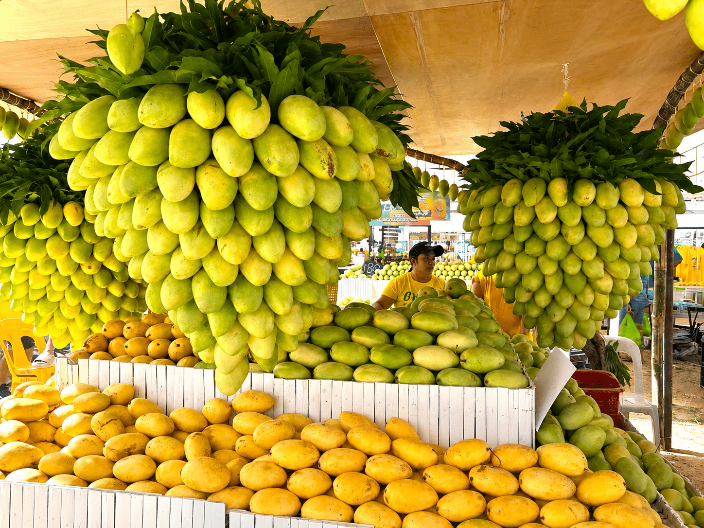 Guimaras mangoes make first export journey to Europe