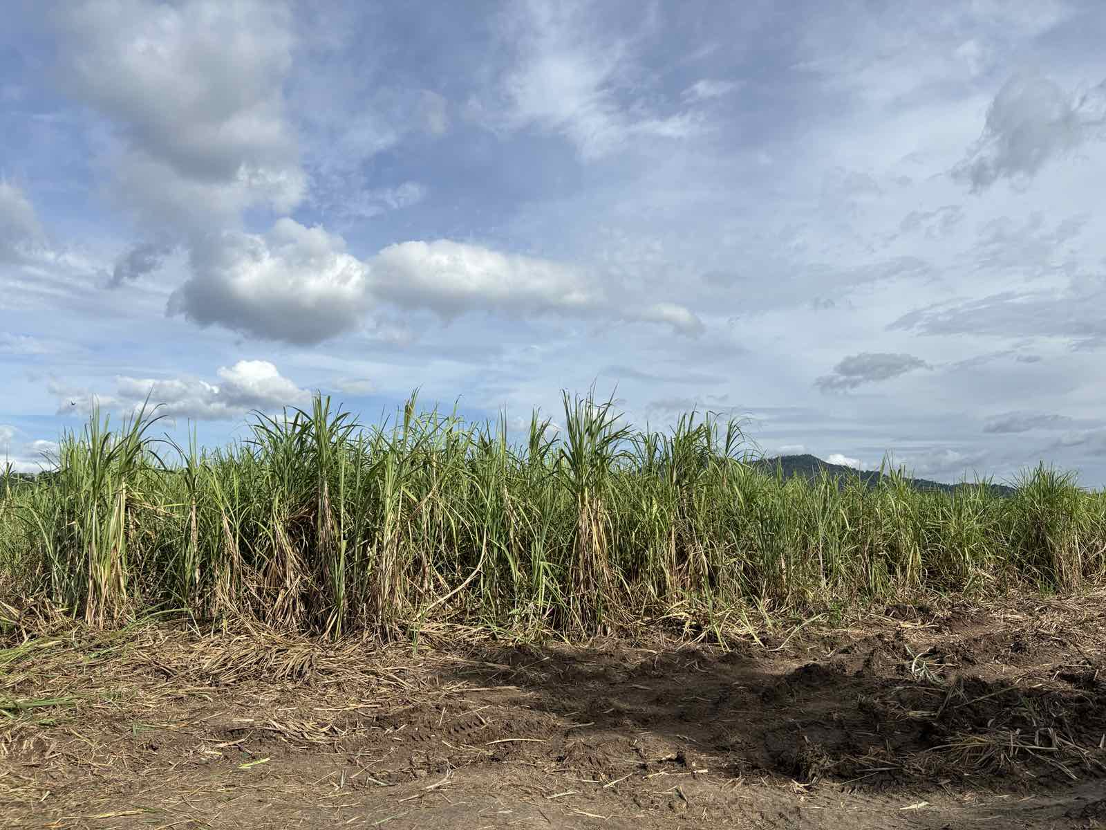 DA ramps up fight against sugarcane pest
