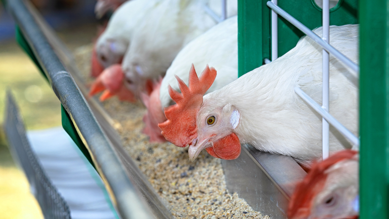 Rules for animal industry law seen out by October