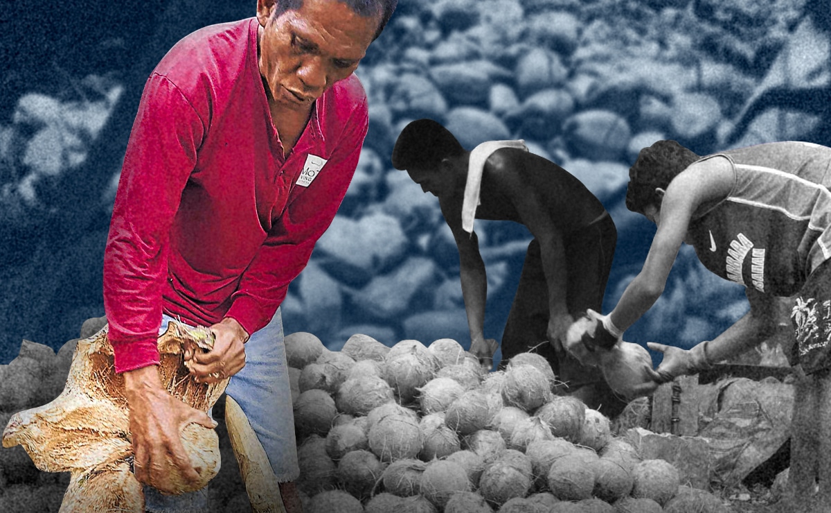 How coconut husks can cut farm costs and rebuild soil