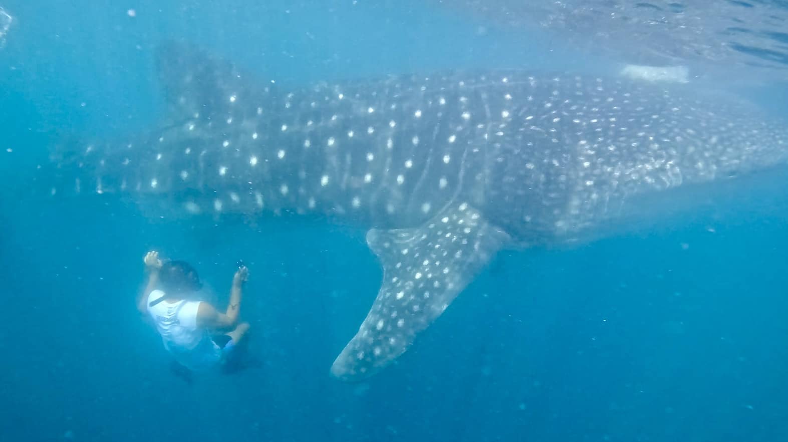 Donsol cancels Butanding Festival amid oil price surge