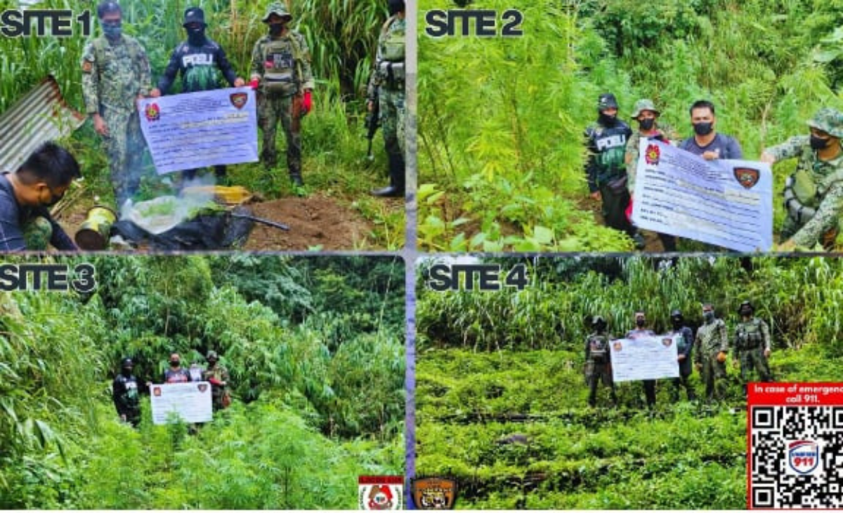 Over P200,000 marijuana plants discovered in Ilocos Sur