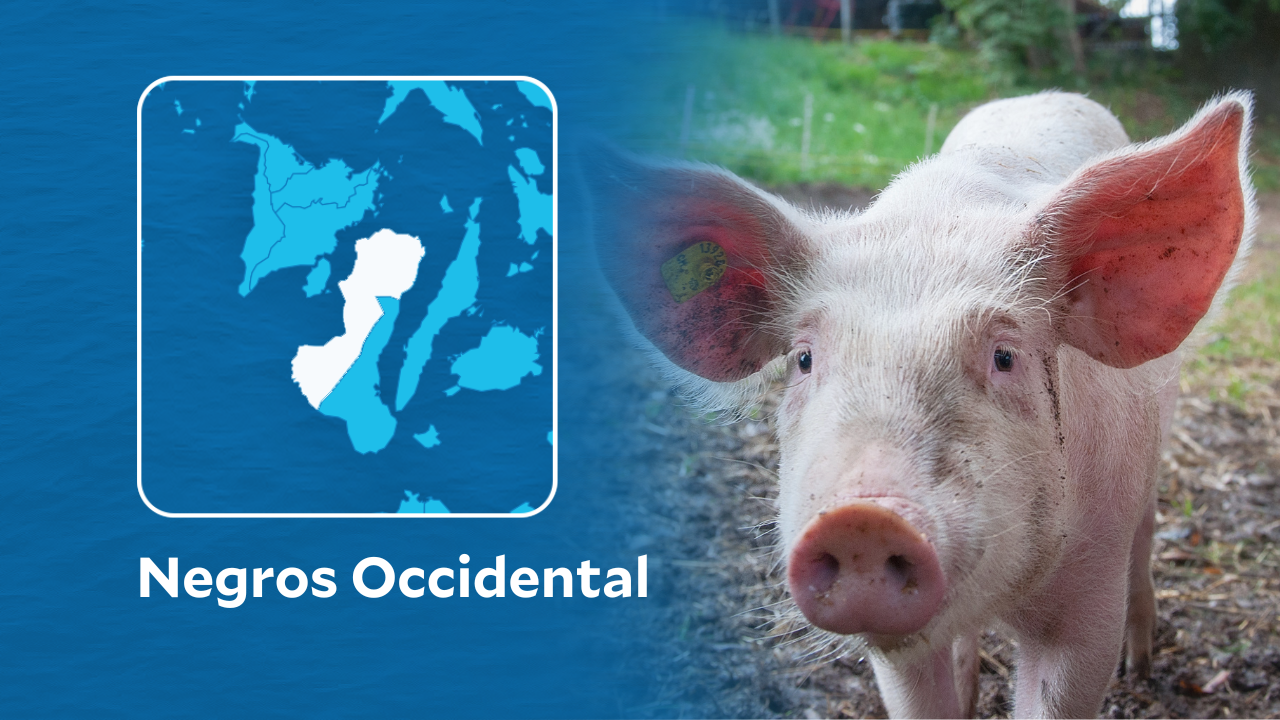 ASF kills 500 pigs in Negros Occidental town