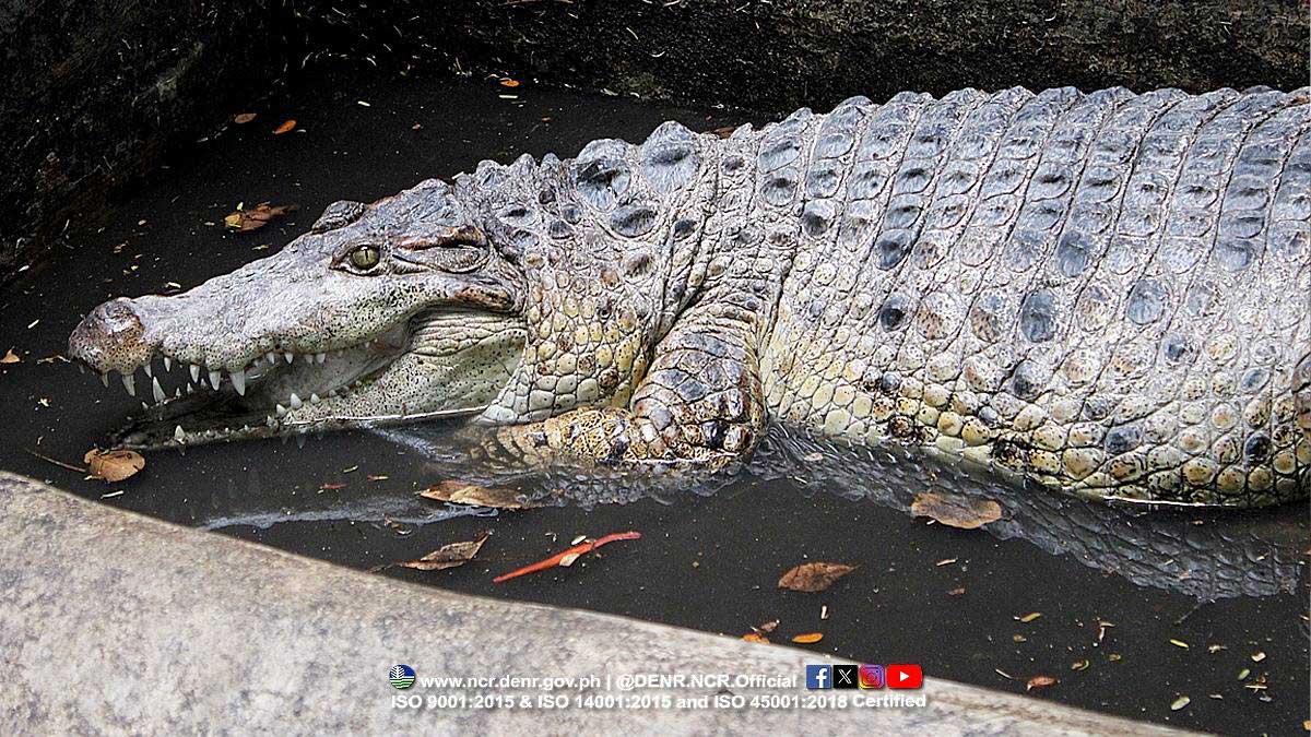 ‘Bukarot’ croc rescued in Valenzuela waters