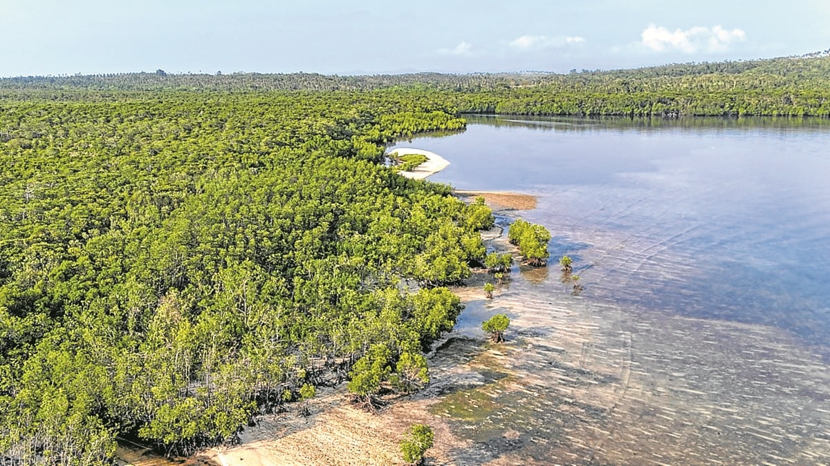 Protecting the protectors: Racing to save PH mangroves