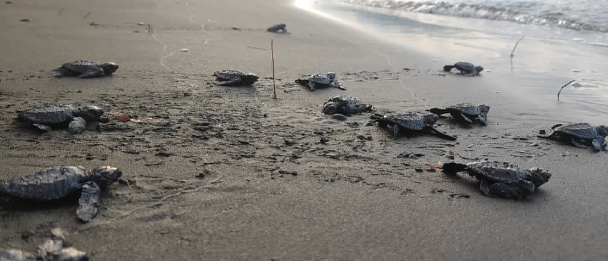 70 sea turtle hatchlings released in Zamboanga del Sur waters