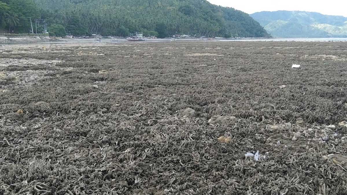 Floods, coastal uplift affect quake-hit areas