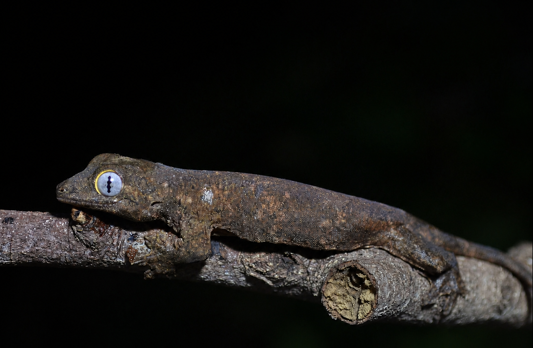 Sibuyan Island gecko discovered as new species endemic to Romblon
