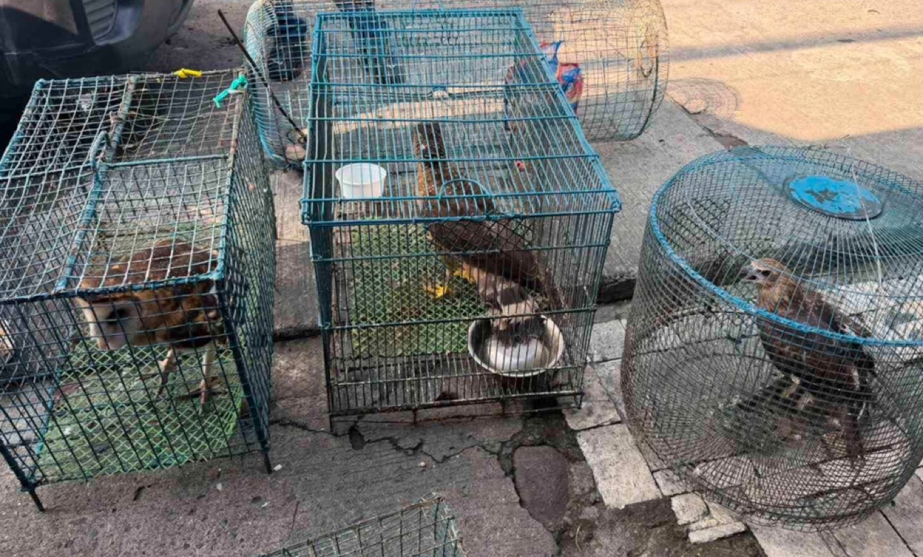 Cops rescue birds from wildlife trader in Bacolod City