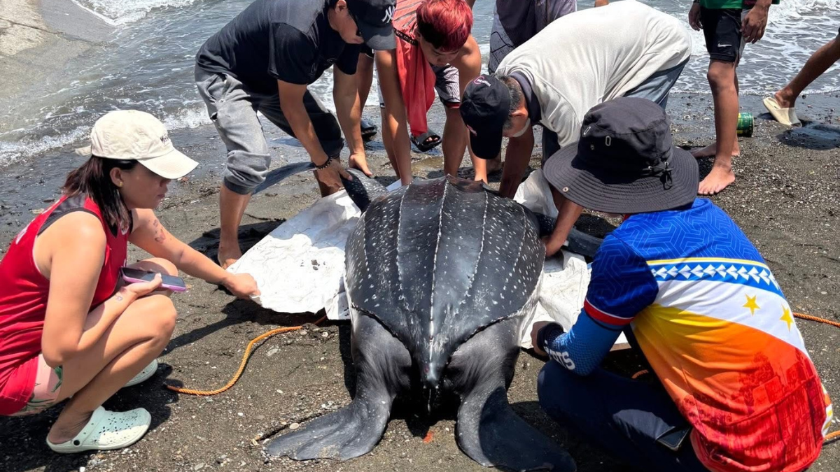 Dead leatherback sea turtle found along Iloilo coast